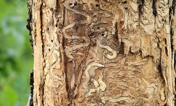 ash-borer-tree-min tree-pruning-min