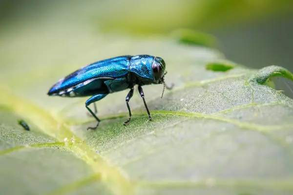 emerald-ash-borer-min tree-pruning-min