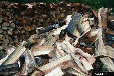 leave-firewood-at-home leave-firewood-at-home