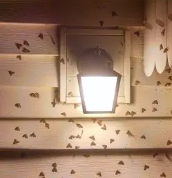winter-moth-update winter-moth-update