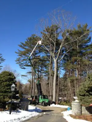 TreeMaintenanceinGroveland,Massachusetts-CicoriaTreeandCraneService company-background