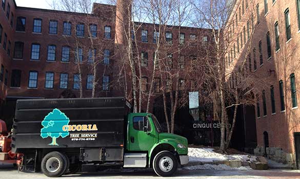 arborist-consultation-min tree-pruning-min