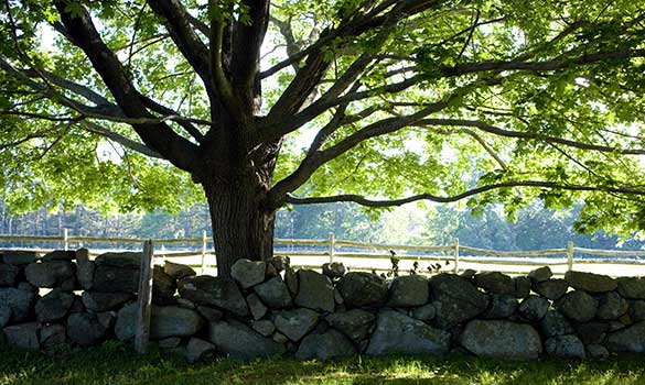 cabling-and-bracing-min tree-pruning-min