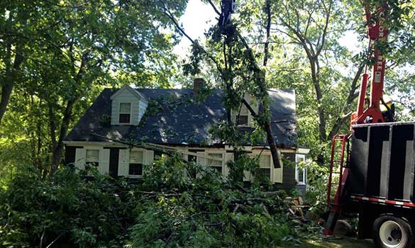 emergency-tree-service-min tree-pruning-min