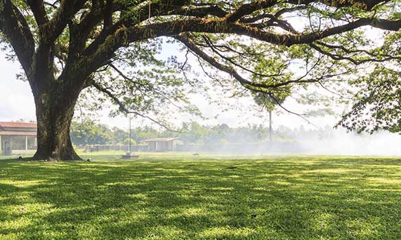 fertilization-and-soil-management-min tree-pruning-min