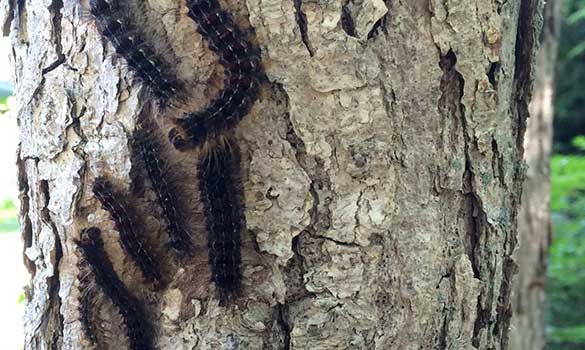 insect-and-disease-management-min tree-pruning-min