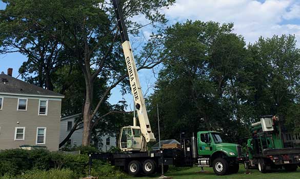 tree-removal-and-stump-grinding-min tree-pruning-min