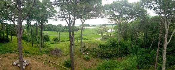 vista-prune-after-min
