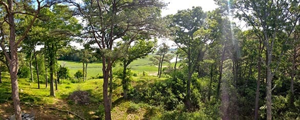 vista-prune-before-min