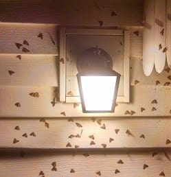 winter-moth-update