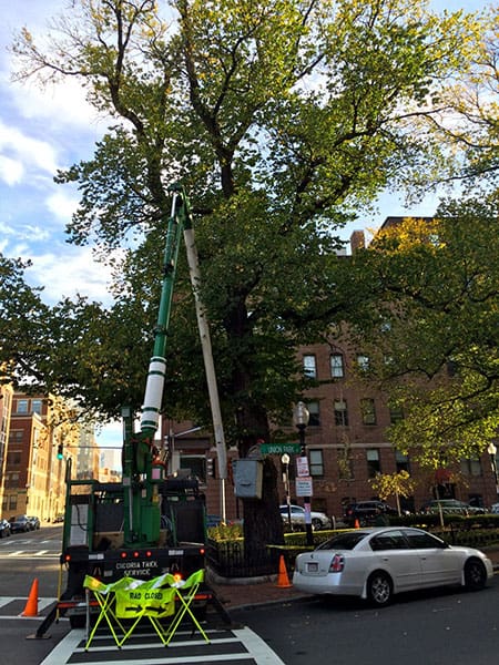 OAK REMOVAL, NORTON’S POINT, MANCHESTER