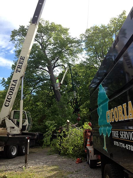 OAK REMOVAL, NORTON’S POINT, MANCHESTER