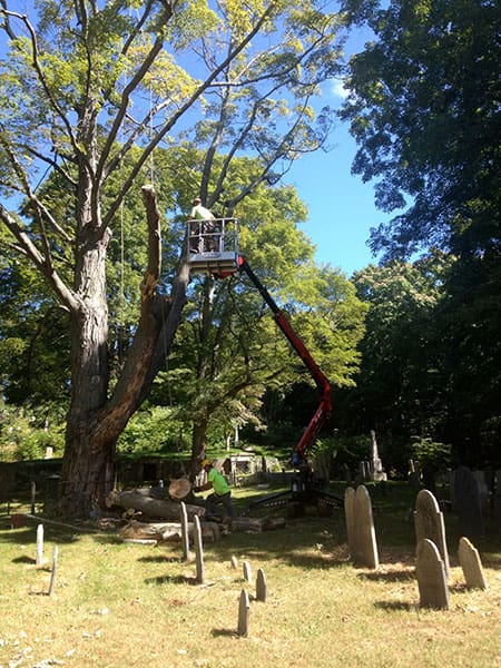 OAK REMOVAL, NORTON’S POINT, MANCHESTER