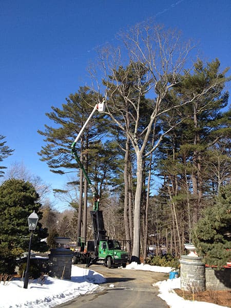 OAK REMOVAL, NORTON’S POINT, MANCHESTER